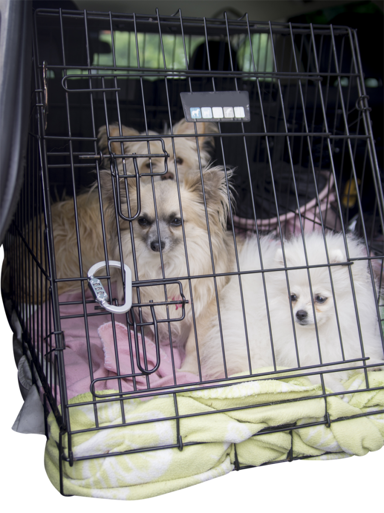 Låser hundbur säkert